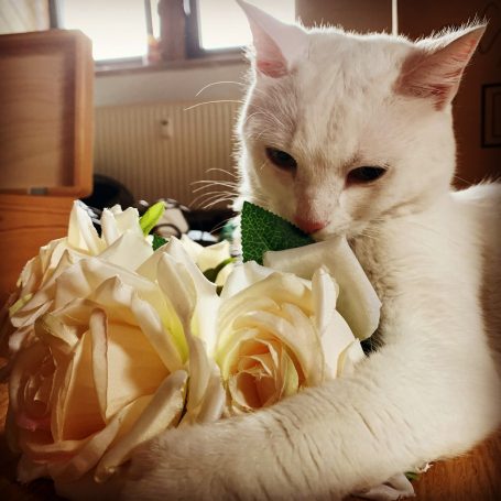 Katzen