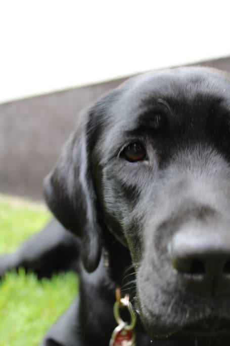 Hunde
