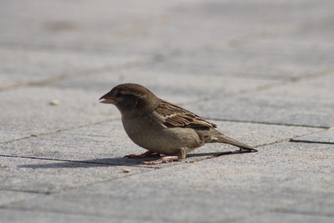 Natur und Tiere